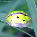Indian Green Tortoise Beetle