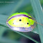 Indian Green Tortoise Beetle