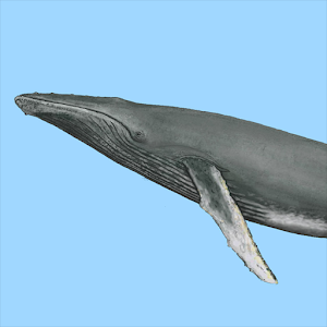 Dolphins & Whales Sightings.apk 1.0.0