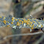 Liquen Naranjo / Common Orange Lichen