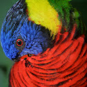 Rainbow Lorikeet
