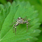 jumping spider