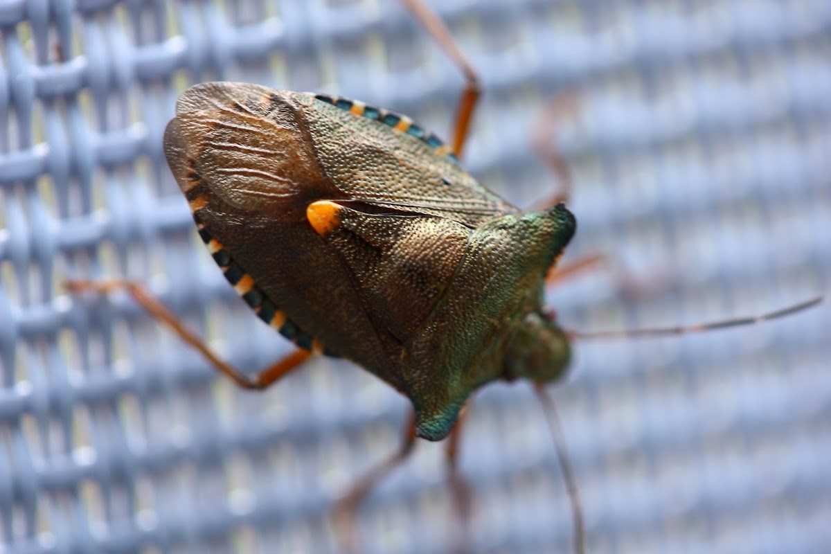 Forest Shieldbug