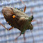 Forest Shieldbug