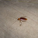 Australian Cockroach