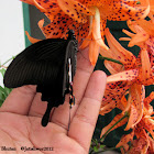 Bhutan Papilionidae