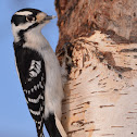 Downy Woodpecker