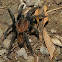 Tarantula