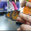 Monarch butterfly
