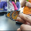 Monarch butterfly