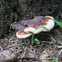 Lingzhi Mushroom