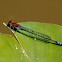 Painted Sprite