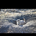 Prairie dog