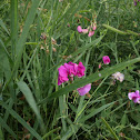 Perrenial pea