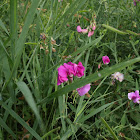Perrenial pea