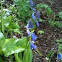 Bluebells