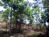 Vendo Finca Reforestada