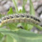 Caterpillar