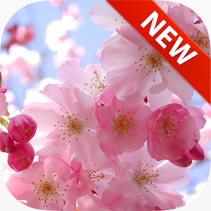 Pink Flowers Wallpapers.apk 1.0