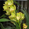 orchid
