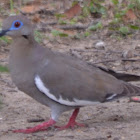 White-Winged Dove