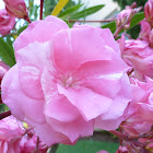 Pink Rose