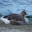 Greylag Goose