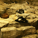 King Eider