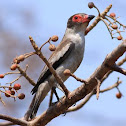 Masked Tityra