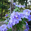 Clematis