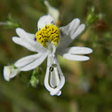 Mariposita Blanca