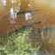Florida Gar
