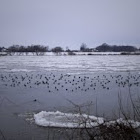 Ducks (ID?)