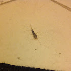 Silverfish