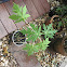 Papaya Plant