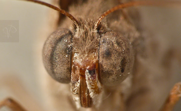 Spotting Image 1