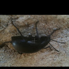 Bombardier beetle
