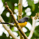Slate-throated Redstart