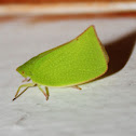 Torpedo bug