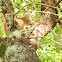 Eastern gray squirrel