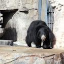 Sloth Bear