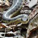 Eastern Garter Snake