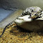 Argentine Black and White Tegu
