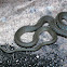 Little Gray Snake