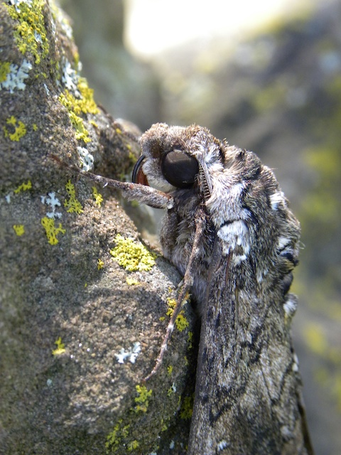 Widow Underwing Moth