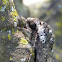 Widow Underwing Moth