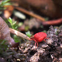 Velvet Mite