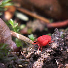 Velvet Mite