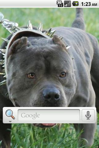 Pit Bull Live Wallpaper