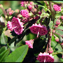 Sheep's Laurel, Lambkill